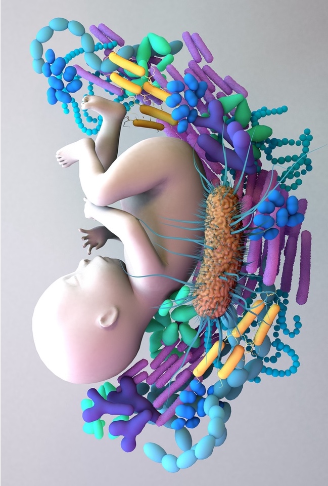 Optimizing the Baby's Gut Microbiome